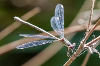 Chalcolestes viridis
