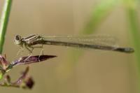 Enallagma cyathigerum