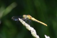Sympetrum sanguineum