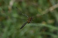 Somatochlora flavomaculata