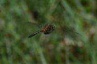 Somatochlora flavomaculata