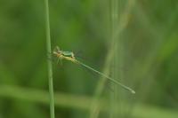Lestes virens vestalis