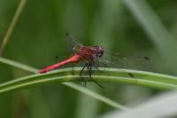Sympetrum sanguineum