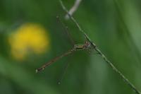 Lestes barbarus