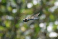 Aeshna affinis