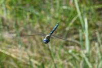Aeshna affinis