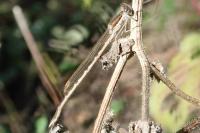 Sympecma fusca