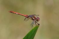 Sympetrum striolatum