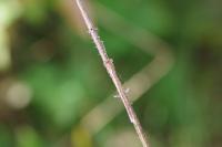 Sympecma fusca