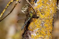Aeshna cyanea