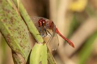 Sympetrum sanguineum