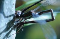 Chalcolestes viridis
