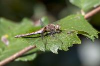 Sympetrum striolatum