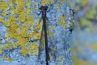 Chalcolestes viridis