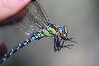 Aeshna cyanea