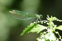 Calopteryx splendens