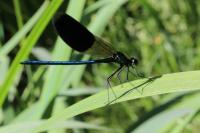 Calopteryx splendens