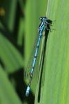 Coenagrion puella
