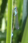Ischnura elegans