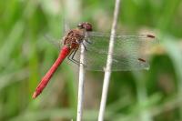 Sympetrum sanguineum