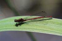 Pyrrhosoma nymphula