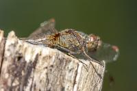 Sympetrum striolatum
