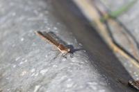 Sympecma fusca