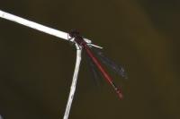 Pyrrhosoma nymphula