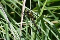 Orthetrum cancellatum