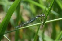 Coenagrion scitulum
