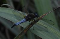 Libellula fulva