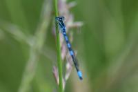 Coenagrion scitulum