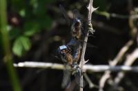 Libellula fulva