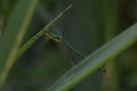 Lestes virens