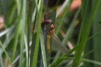 Sympetrum