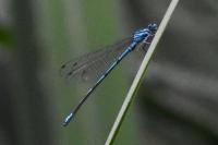 Coenagrion puella