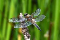 Libellula quadrimaculata