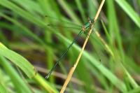 Lestes virens vestalis