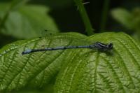 Coenagrion puella