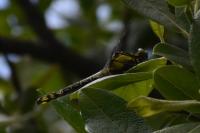 Gomphus vulgatissimus