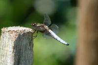 Libellula depressa