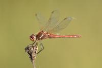 Sympetrum fonscolombii