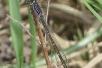 Ischnura elegans