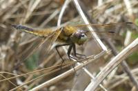 Libellula quadrimaculata