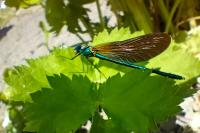 Calopteryx virgo