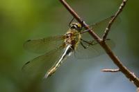 Cordulia aenea