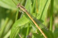 Platycnemis pennipes