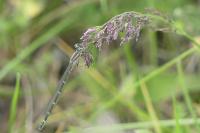 Enallagma cyathigerum