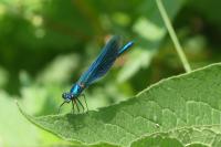 Calopteryx splendens