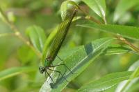 Calopteryx splendens